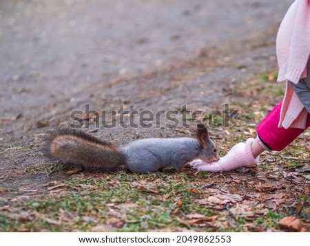 Girl feeds a squirrel with nuts in an autumn park. Squirrel eats nuts from the girls hand.