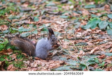 Squirrel with nut in autumn on green grass with fallen yellow leaves