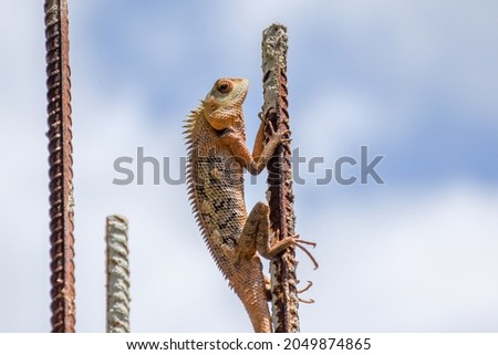 the lizard macro photo closeup 