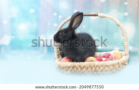 Black Easter eared rabbit sitting in wicker basket with ripe apples on blue wooden background.Thanksgiving day concept with funny hare and autumn harvest.Symbol of new year 2023 close up.Copy space