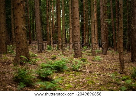 Trunks of fir trees in a coniferous forest with moss and fern on the floor, Weserbergland Germany