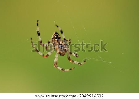Spider wea states its net in autumnal nature