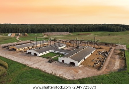 Farm with cows and pigs in the village, aerial view. Cowsheds near agriculture field. Production of milk and Animal husbandry concept. Cow Dairy. Farm animals and Agronomy. The farm of cattle.