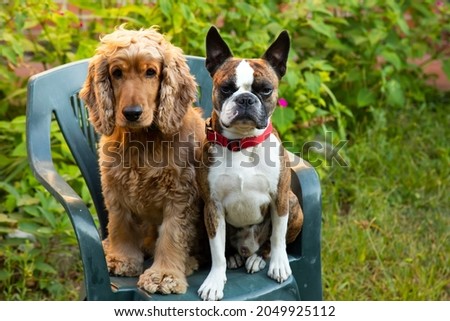 Boston Terrier and Cocker Spaniel portrait in summer garden
