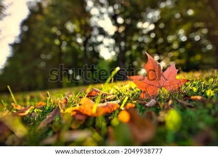Autumn maple leaf on green grass, macro closeup. Perfect nature closeup landscape with yellow tree leaf, green grass and sun. Dramatic foliage in the park. Falling leaves natural autumnal background. 