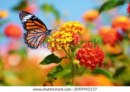 Beautiful image in nature of monarch butterfly on lantana flower on bright sunny day. Royalty-Free Stock Photo #2049942137