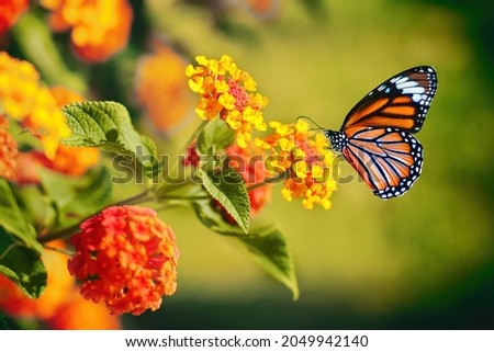 Beautiful image in nature of monarch butterfly on lantana flower. Royalty-Free Stock Photo #2049942140