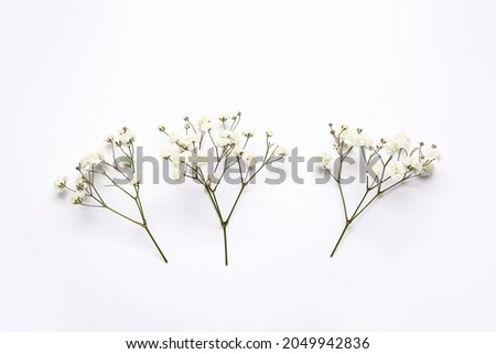Beautiful gypsophila flowers on white background Royalty-Free Stock Photo #2049942836