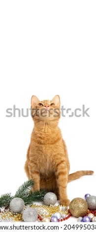 Cute orange kitten with a Christmas ornament on a white background. Cat looking up. Holidays concept. Christmas Sales creative concept. Online shopping.