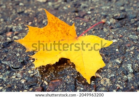 Close-up of yellow maple leaf on the wet road, leaf fall, seasonal concept picture
