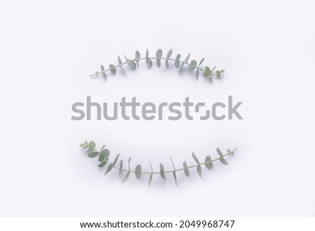 flat laying ,two Green leaves eucalyptus closeup isolated on gray  background

