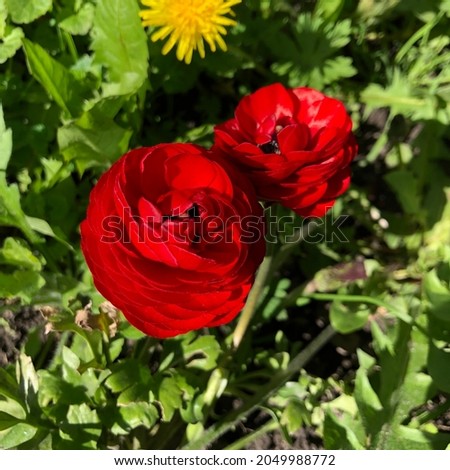 Macro photo red flower. Stock photo nature wild red  flowers