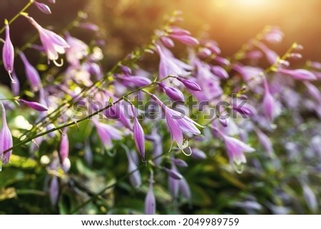Beautiful close-up autumn floral abstract landscape background with wild meadow grass and hosta plantain lily flowers in warm sunset sun light. Ornamental garden home yard flowerbed