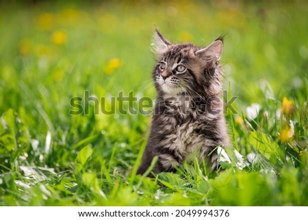 small fluffy playful gray tabby Maine Coon kitten walks on the green grass. Royalty-Free Stock Photo #2049994376