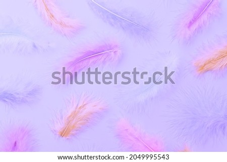 flat lay pattern made of pastel colored feathers. MInimal natural flat lay top view on light blue background.