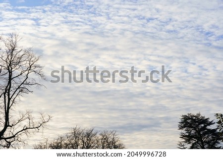 White cloudy formations with prominent trees in the foreground.