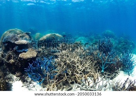Beautiful and colorful coral reef photos taken under water at the Great Barrier Reef, Cairns, Queensland Australia 