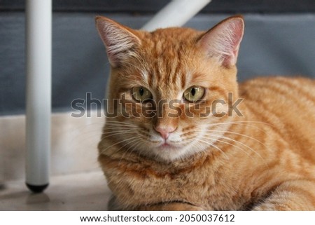 Ginger cat extremely close up photography animal background