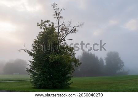 trees and green meadow on a foggy day