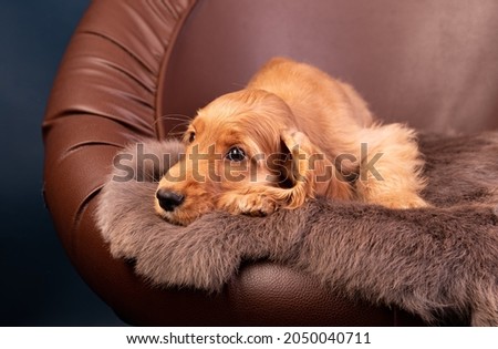 spaniel puppy in the studio on a chair on a monochrome background