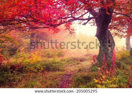 Majestic landscape with autumn trees in forest. Carpathian, Ukraine, Europe. Beauty world. Retro filtered. Toning effect. Royalty-Free Stock Photo #205005295