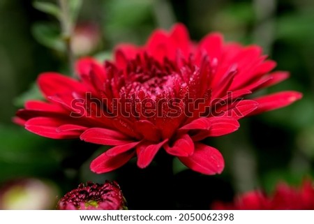 Art postcard macro photography autumn flower in red and green colors