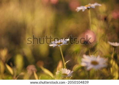 image of a field of daisies at sunset with a blurred background. High quality photo