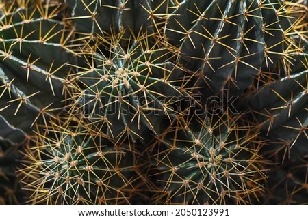 Some varieties of cacti are facing extinction
