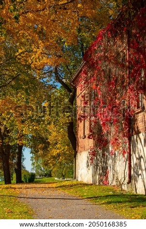 Red leaves of vines cover a part of the brick house and the other trees turns into yellow or golden colors in this sunny day in Finland during the autumn season.