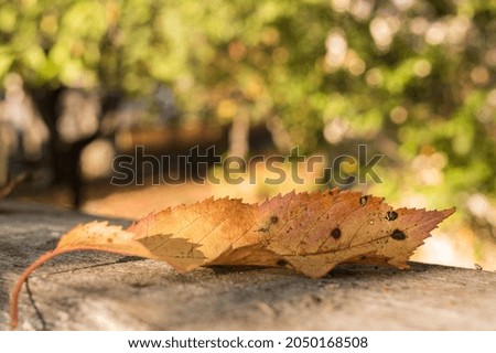 Close up of falling yellow leaf. Colorful autumn leaf