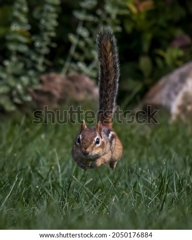 A Chipmunk Running Through the Grass