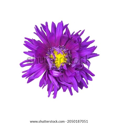 Macro photo violet aster isolated on white background.