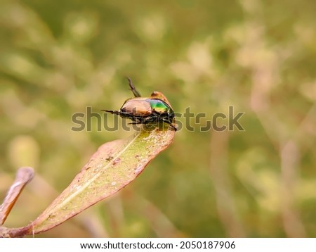 macro closeup photo, Japanese beetle perched on the tip of a grass leaf, selective focus, with a fine blur background
