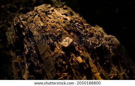 Money rune fehu on a textured log