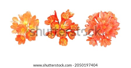 Beautiful clivia flowers isolated on white background. Natural floral background. Floral design element