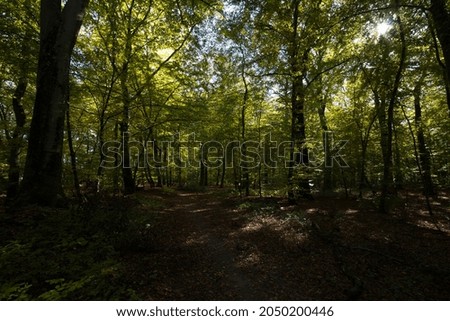 Forest landscape in late summer or early autumn