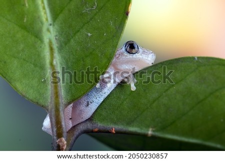  little red tree frog perched on a leaf