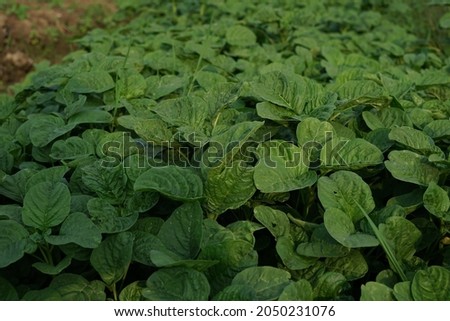 a bunch of spinach plants in the rice field