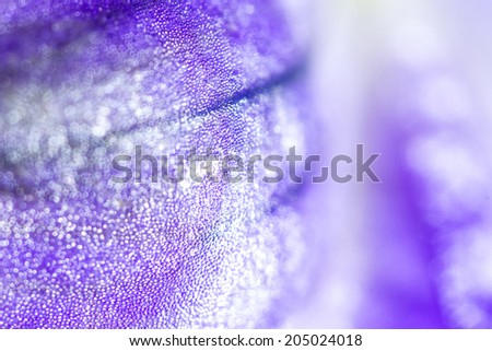 Blue flower macro background