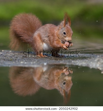 Squirrel eating a hazel nut, beautifull reflection in the water