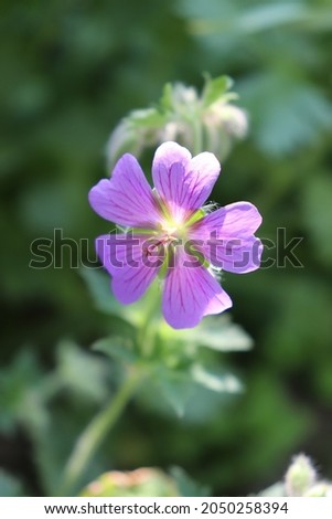Blue and violet color Geranium Magnificum flowers in a garden in June 2021. Idea for postcards, greetings, invitations, posters and Birthday decoration, background