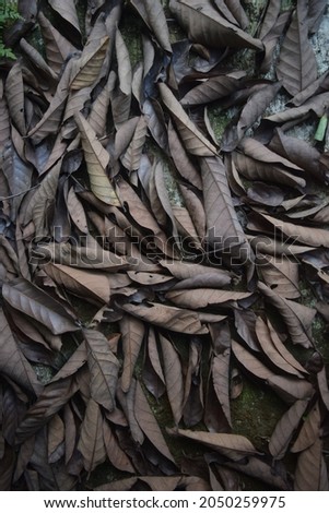 Beautiful photos of fallen leaves (RAW Photos).Suitable for cover designs, presentations, posters, magazines, news, advertisements, and banners.
