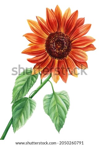 Red Sunflower, flower on an isolated white background, watercolor illustration, autumn flora