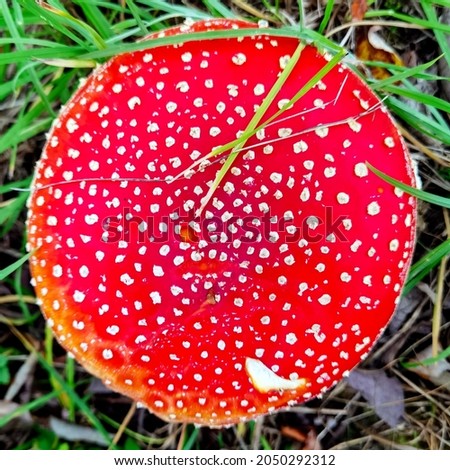 Close up pattern of white dots on red amanita muscaria mushroom cap. 