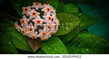 Pink Hoya carnosa flowers and green leaves with water drops. Rose gold Porcelain flower or wax plant. Hoya Flower cluster. Wax Plant pink blooming flowers Royalty-Free Stock Photo #2050299422