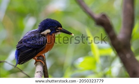 Nature wildlife image of blue-eared kingfisher bird (Alcedo meninting) standing on tree branch