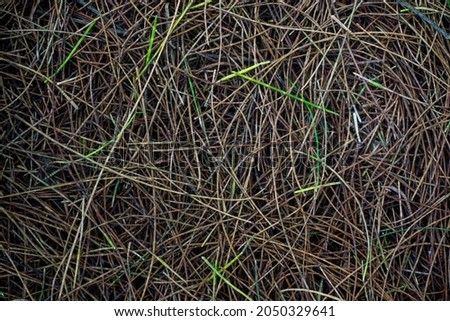 Defocused Image of a view of the forest floor covered in piles of dry pine leaves on the beach of Samas, Bantul. Captured in a low light photo on a cloudy day.
