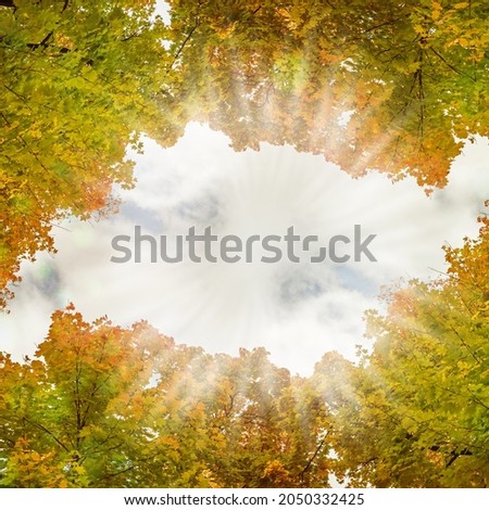 The beautiful autumn leaves background. Beauty autumnal banner with falling leaves for your design