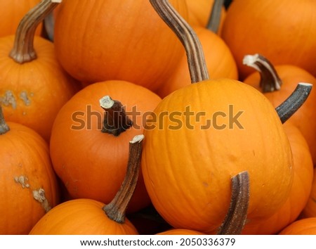 Sugar pumpkins are members of C. pepo, and can come in a variety of colors, but generally are smooth-ish, round, thin-skinned, and medium-sized.