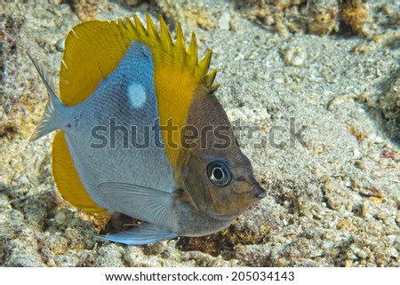 An angel fish in the reef background